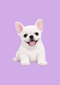 Plush Frenchie Purple 02