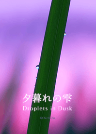 Droplets in Dusk .