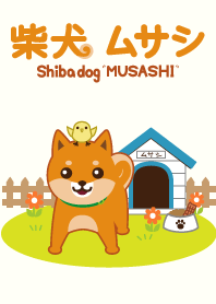 Shiba dog "MUSASHI"1