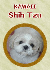 かわいい実写シーズー着せかえ