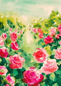 Beautiful rose flower(R4167)