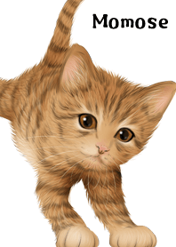 Momose Cute Tiger cat kitten