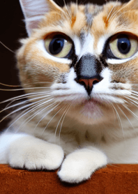 Cats run wild #DUJE418.