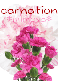 *Flower* Carnation #02-4