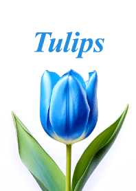 "Tulips vol.20" theme