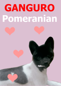GANGURO Pomeranian