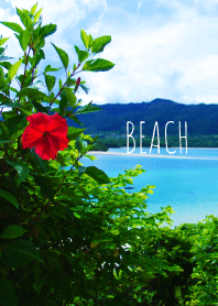 -BEACH- hibiscus