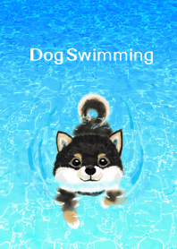 泳ぐ犬 : 柴犬（黒柴）