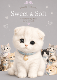 Fluffy Scottish Fold Kitten