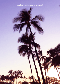 Palm trees and sunset 46