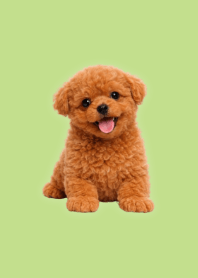 Plush Toy Poodle Green 04