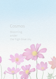 Cosmos Blooming under the high blue sky
