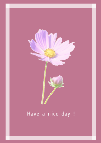Pink Cosmos Theme -4-