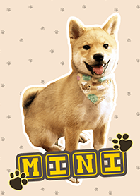 Shibai Mini