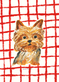 Yorkshire Terrier and Red Check