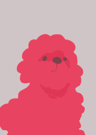 red poodle