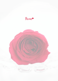Rose Theme 50