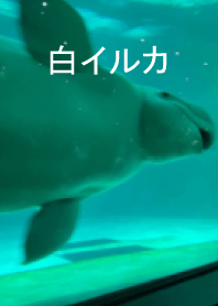 white dolphin!