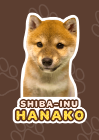 Shiba Inu Hanako [PhotoTheme*a16*]