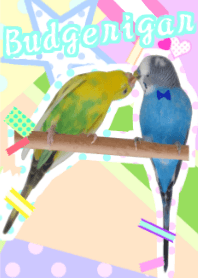 私ん家のセキセイインコ KAWAII!