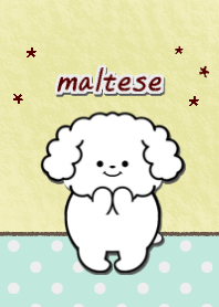 maltese dog theme1