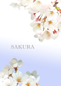 桜さくらサクラ３