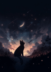 Black cat in night