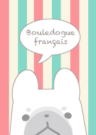 French bulldog