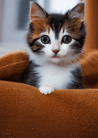 Nyanko Great Runaway#mabQAA211.