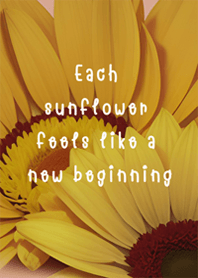 sunflower feels like a new beginning