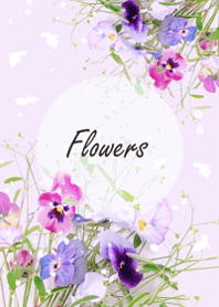 Viola flowers sway lightly8.