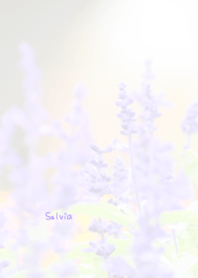 Salvia Theme 2