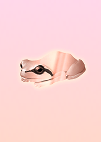 Frog that has interest