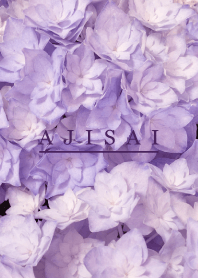 AJISAI - Purple Flower