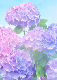 Hydrangea blue sky from japan