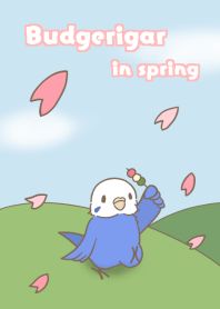 Budgerigar and spring