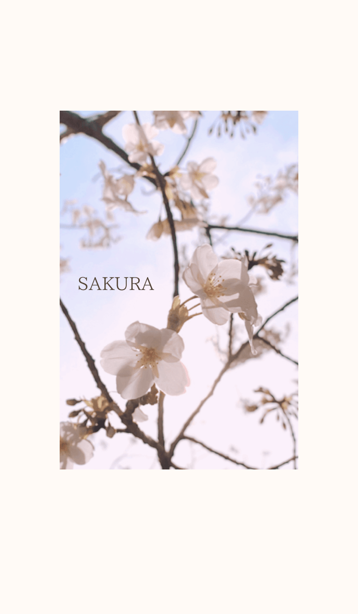 -- Cherry Blossoms -- 2020 - 1 -