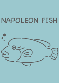 ナポレオンフィッシュ　シンプル　ブルー