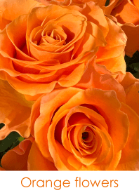 Orange flowers - hisatoto 24
