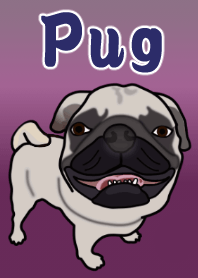 Cute pug dog