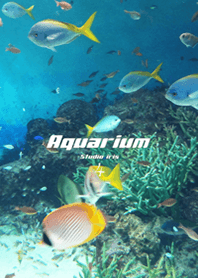 Aquarium4