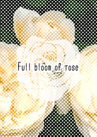 Full bloom of rose