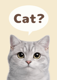 British Shorthair Simples 3 Beige 05