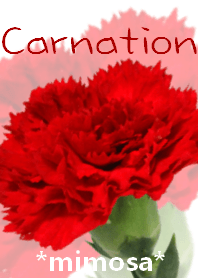 *Flower* Carnation #04-2