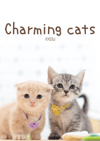 かわいい子猫×シンプル