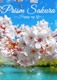 Prism Sakura