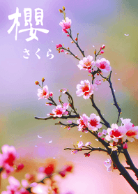 日本極美櫻花(溫柔紫色)