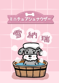 Miniature Schnauzer take a bath