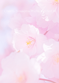 Cherry Blossoms Photo #20-16 NotAI