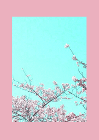 CHERRY BLOSSOMS & BLUE SKY-ROSE PINK